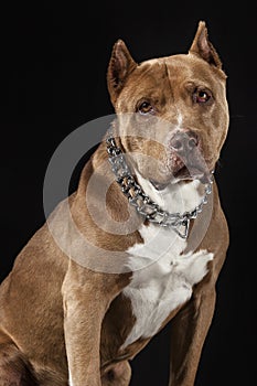 American Pitbull Champion