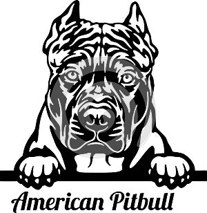 American Pitbull Peeking Dog - head isolated on white