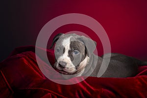 American Pitbull Puppy