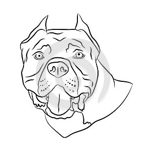 American pitbull, staffordshire terrier, bully dog breed head portrait. Logo, outline isolated vector illustration.