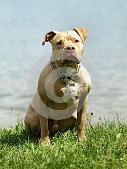 American pitbull terrier