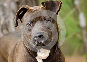 American Pitbull Terrier Bulldog