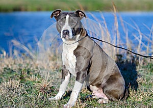 American Pitbull Terrier dog, Walton County Animal Shelter