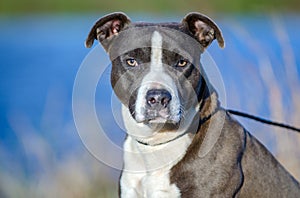 American Pitbull Terrier dog, Walton County Animal Shelter