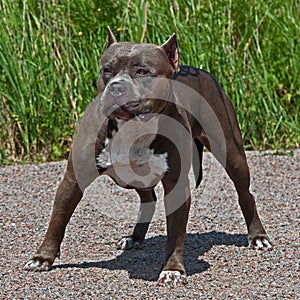 American pitbull terrier male