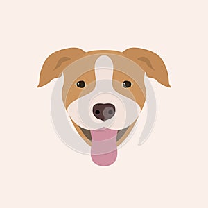 American Pitbull Terrier Portrait.