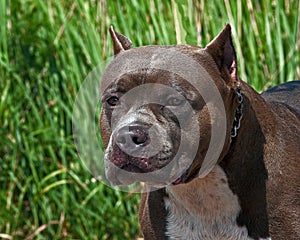 American pitbull terrier portrait of the head