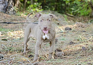 American Pitbull Terrier Puppy dog