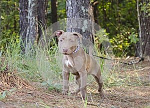 American Pitbull Terrier Puppy dog