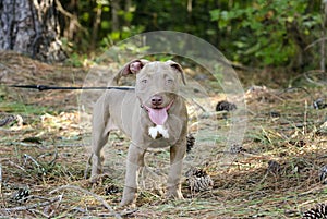 American Pitbull Terrier Puppy dog