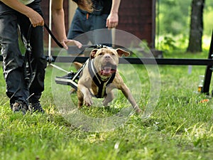 American pitbull terrier