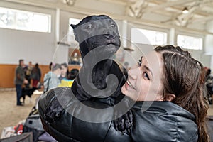 American Pitbullterrier dog with funny face expression sitting on the hands of owner.