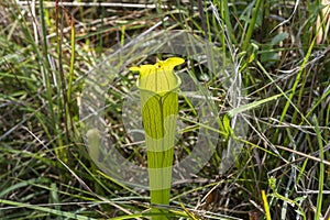 American Pitcher Plant Insect Trap found in Mississippi