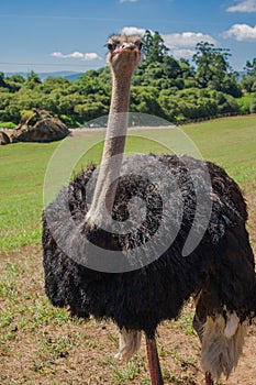 American plane of a beautiful ostrich