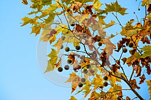 American plane tree, plane tree branch in autumn with colorful leaves and fruits, blue sky, copy space vor text