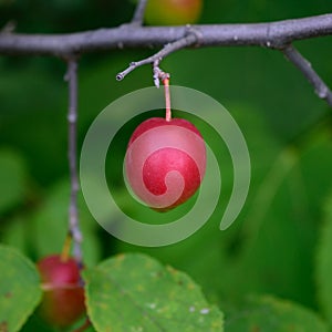 American Plum (Prunus americana)