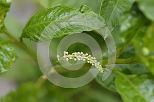 American pokeweed