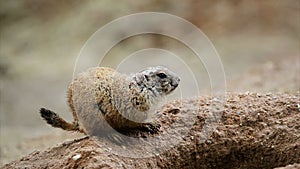 American prairie dog