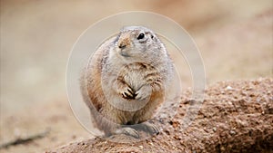 American prairie dog