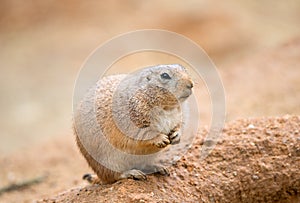 American prairie dog