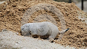 American prairie dog digging