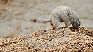 American prairie dog digging