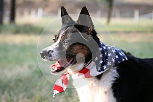 Americano orgullo el perro bandera 