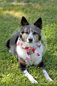 American Pride - Dog with Flag Scarf Bandanna