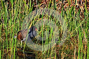 American purple gallinule