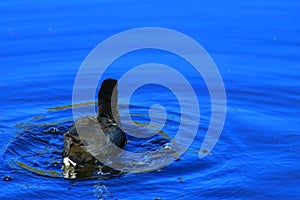 American purple gallinule