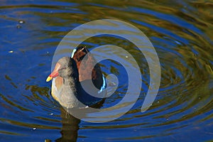 American purple gallinule