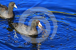 American purple gallinule