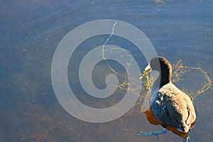 American purple gallinule