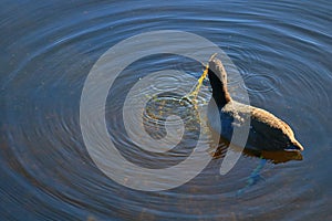 American purple gallinule