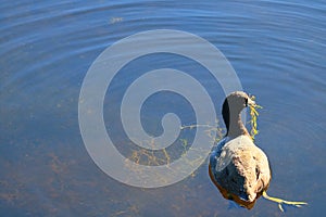 American purple gallinule