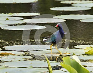 American Purple Gallinule  close up