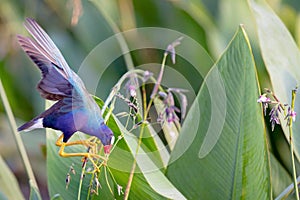 An American Purple Gallinule perches precariously