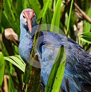 American purple gallinule front close up