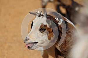 Cute Baby Goat Bleat in Czech Zoo Park photo