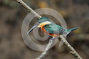 American pygmy kingfisher Chloroceryle aenea perched on a stick