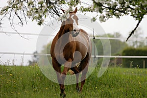 American quarter horse