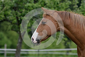 American quarter horse