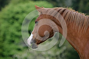 American quarter horse photo