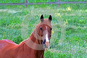 An American Quarter Horse