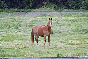 An American Quarter Horse