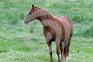 An American Quarter Horse