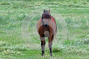 An American Quarter Horse