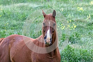 An American Quarter Horse