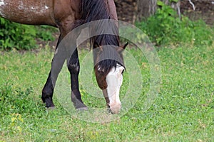 An American Quarter Horse