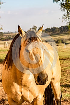 American Quarter Horse buckskin Stallion